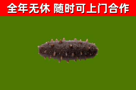 桂林市回收海参干